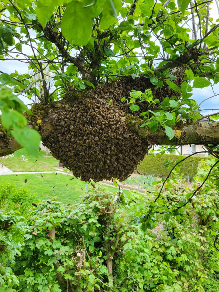 Ein Bienenschwarm hängt an einer Astgabel in einem Apfelbaum.